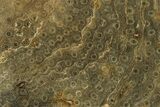 Polished Fossil Rugose Coral Slab - Morocco #276205-1